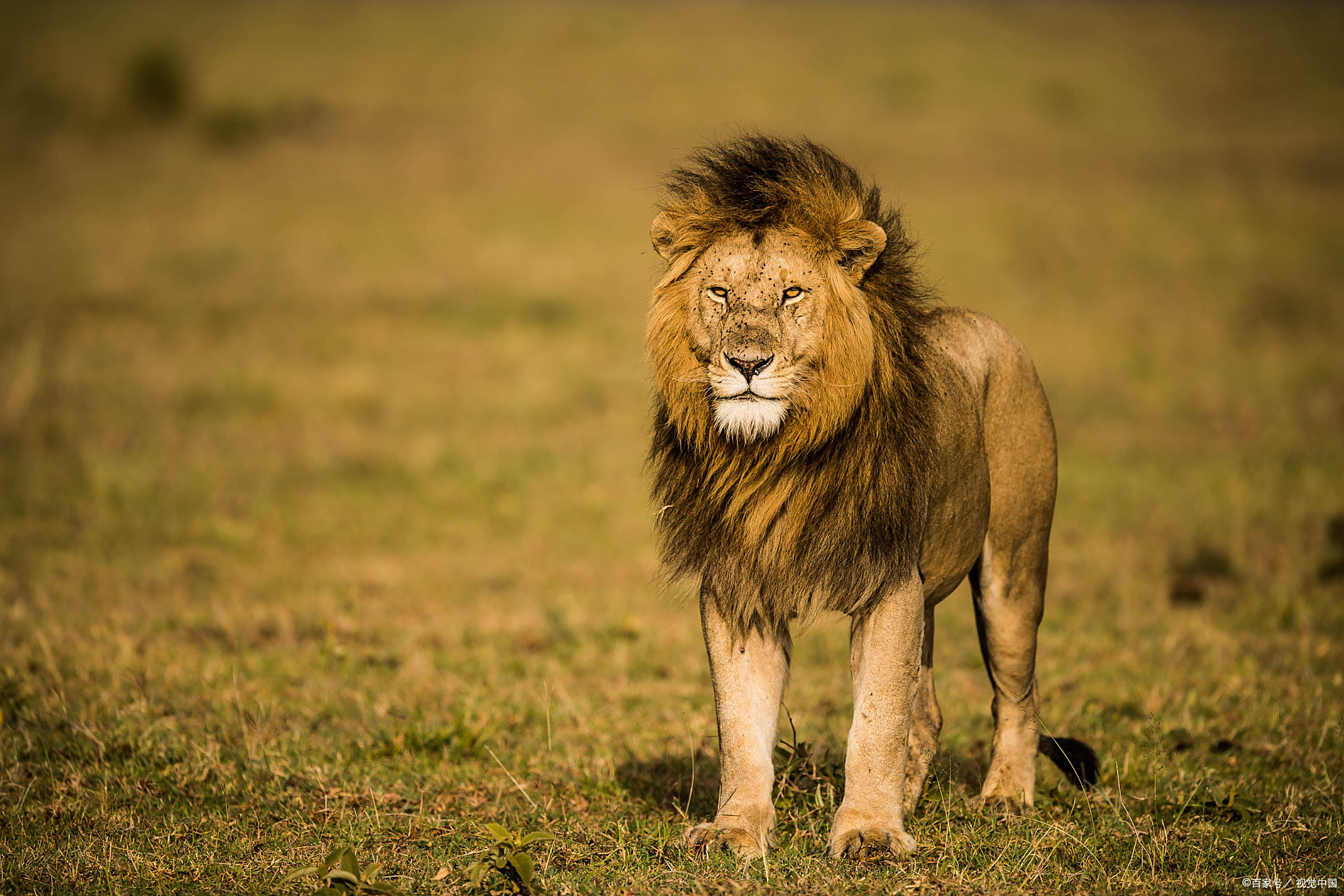荷甲今夜再迎强敌，多特蒙德造点机会，主帅态度：震撼外界，更衣室氛围转暖(多特蒙德主场)